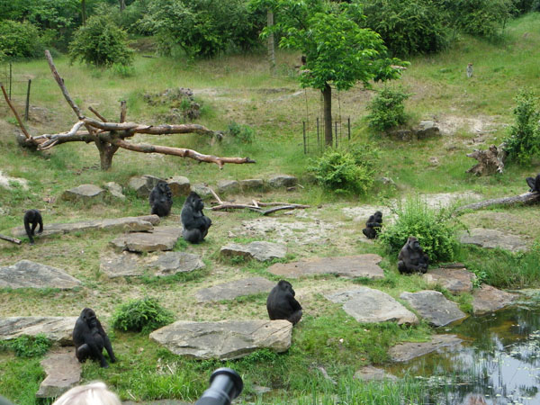 Apenheul Primate Park