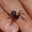 Poisonous spider in UK on the rise