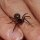 Poisonous spider in UK on the rise